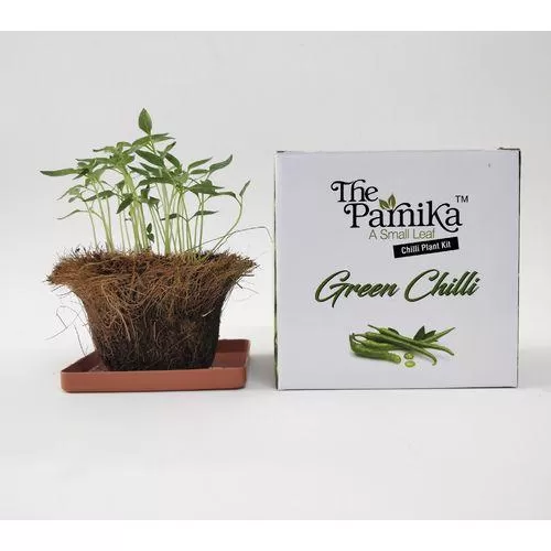 The Parnika Green Chilli Plantation Kit