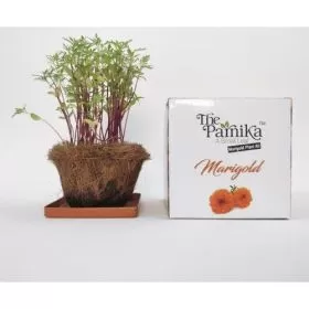 The Parnika Marigold Plantation Kit
