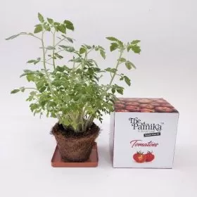 The Parnika Tomato Plantation Kit